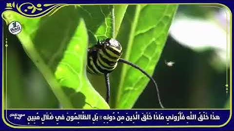 💠 سوره لقمان آیه 11  🔸 هَٰذَا خَلْقُ اللَّهِ فَأَرُونِي مَاذَا خَلَقَ الَّذِينَ مِنْ دُونِهِ ۚ بَل