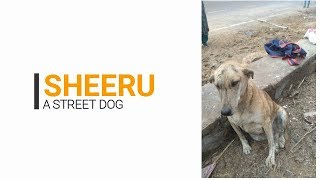 Sheeru - A Street Dog How He Still Alive ?