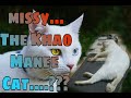 Missy the Khao Manee cat??? の動画、YouTube動画。