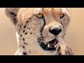 African cheetah  masai mara  4k anirudh vidyabhushan  animal behaviour  natgeowild bbcearth