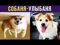 Приколы с собаками. СОБАНЯ-УЛЫБАНЯ | Мемозг #251