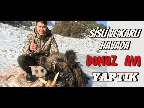 WILD BOAR HUNT / DOMUZ SÜRÜSÜ BİR ANDA KARŞIMA ÇIKTI NE OLDUĞUNU ANLAYAMADIM