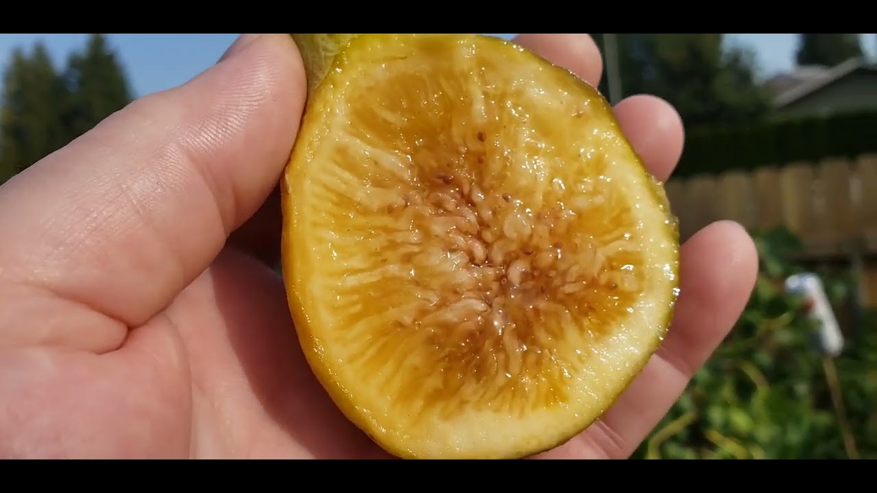 Изумительные инжиры.  Yellow long neck. Smith. I 258. Желтая длинная шея. Итальянский 258-й. Смит. 