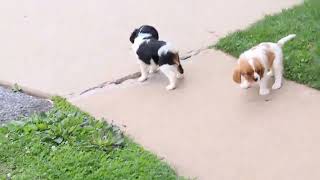 Cavalier King Charles Spaniel Puppies For Sale