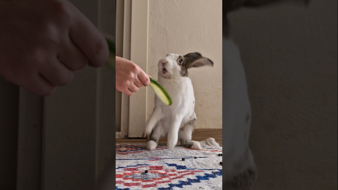 огуречный бой😆 ну вот я нашла его слабое место 