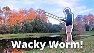 Wacky rig Florida bass fishing ponds