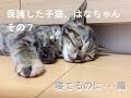 保護した子猫、はなちゃん　その7