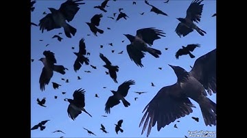 فضيلة الشيخ مسعود العباسى تلاوة من سورة الإسراء