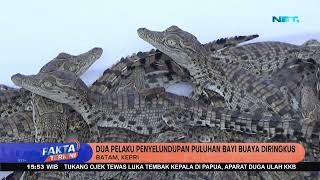 Dua Pelaku Penyelundupan Puluhan Bayi Buaya Diringkus - Fakta Terkini