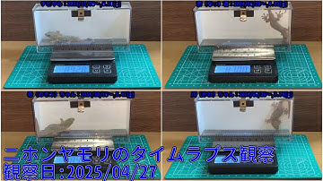 【Memorandum】 2025年04月27日 RPi-Cam-Web-Interfaceを用いたニホンヤモリのTimelapse観察