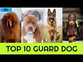 TOP 10 GUARD DOG IN HINDI | Pet Info | PART - 1