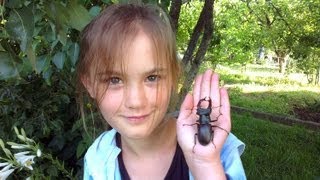 Жук олень (жук рогач) / lucanus cervus / stag beetle Жук олень (жук рогач) / lucanus cervus / stag beetle