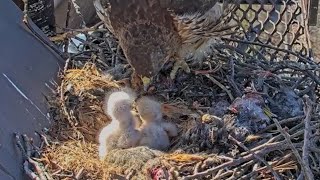 Dad brings prey and Mom feed the babies | Red-tailed Hawks | May 8, 26