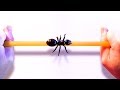 Ant on a rubber rope paradox