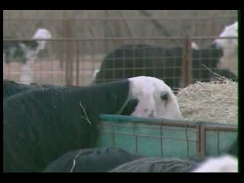 مزاد الأغنام النادرة في العين وأغلى رأس غنم نجدي