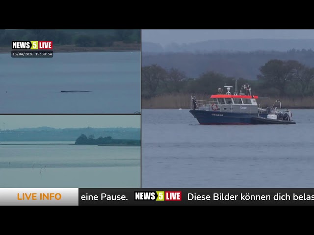 LIVE: Buckelwal "Hope" vor der Insel Poel - Tag 24