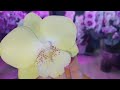  phalenopsis walle 5100 younghome   2024