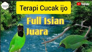 Download Lagu Masteran Cucak ijo Full isian Juara || Di iringi suara Gemricik air MP3 Download Lagu Masteran Cucak ijo Full isian Juara || Di iringi suara Gemricik air MP3