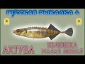РР4 АХТУБА КОЛЮШКА / РУССКАЯ РЫБАЛКА 4 АХТУБА КОЛЮШКА / RUSSIAN FISHING 4 AKHTUBA RIVER STICKLEBACK