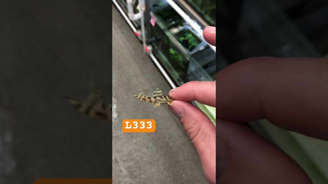 Селекционный л333 