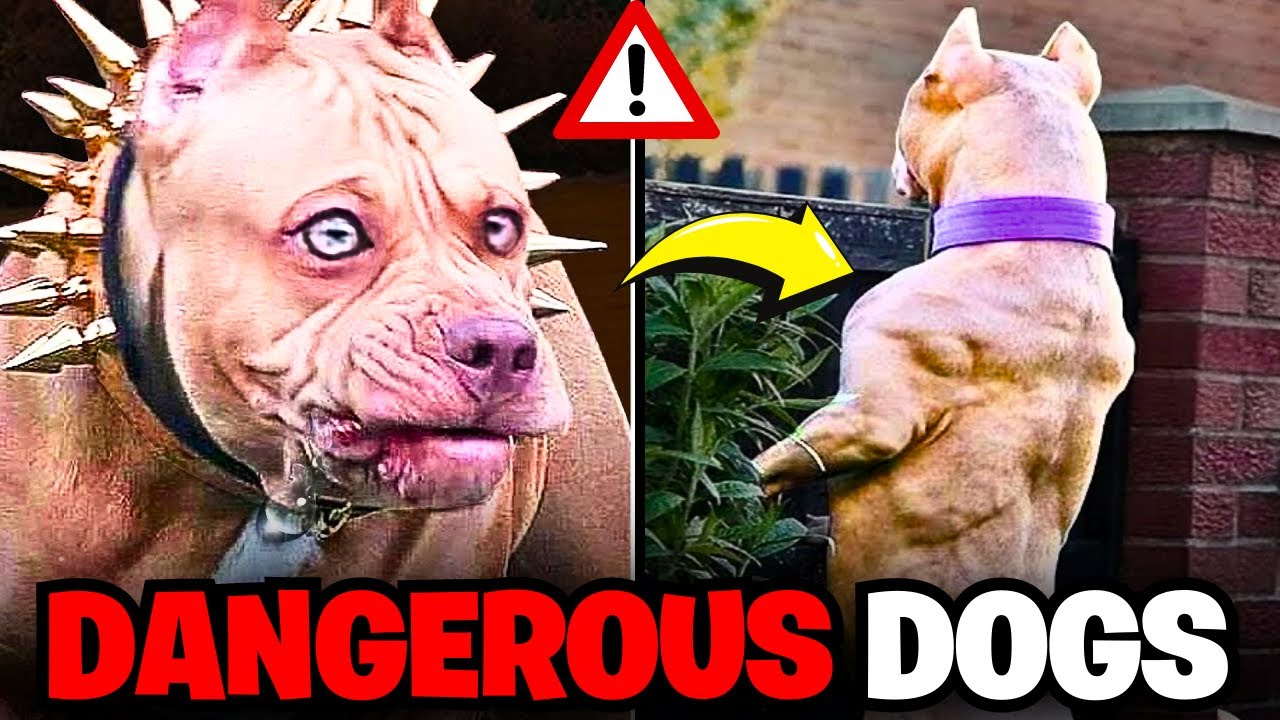 Top 5 Most Dangerous Dog Breeds