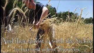 Harvesting Roadside Rye