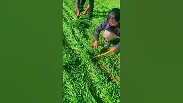 Shorts Agritools Farming2024 Agriculture JIKreactionagritools In Farming 2024 