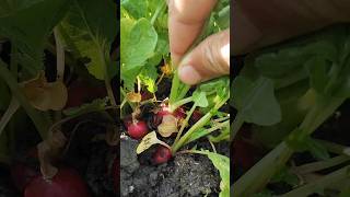 Ready in 25–40 days after sowing #shorts #asmr #satisfying #homegarden