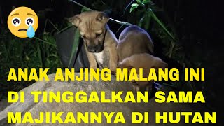 Download Lagu Anak Anjing Menangis, Kasihan Sekali Dua Anak Anjing🐕Terlantar Di Hutan Di Tinggal Sama Pemiliknya MP3