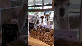 Retail therapy at its fluffiest 🦙 🛍️