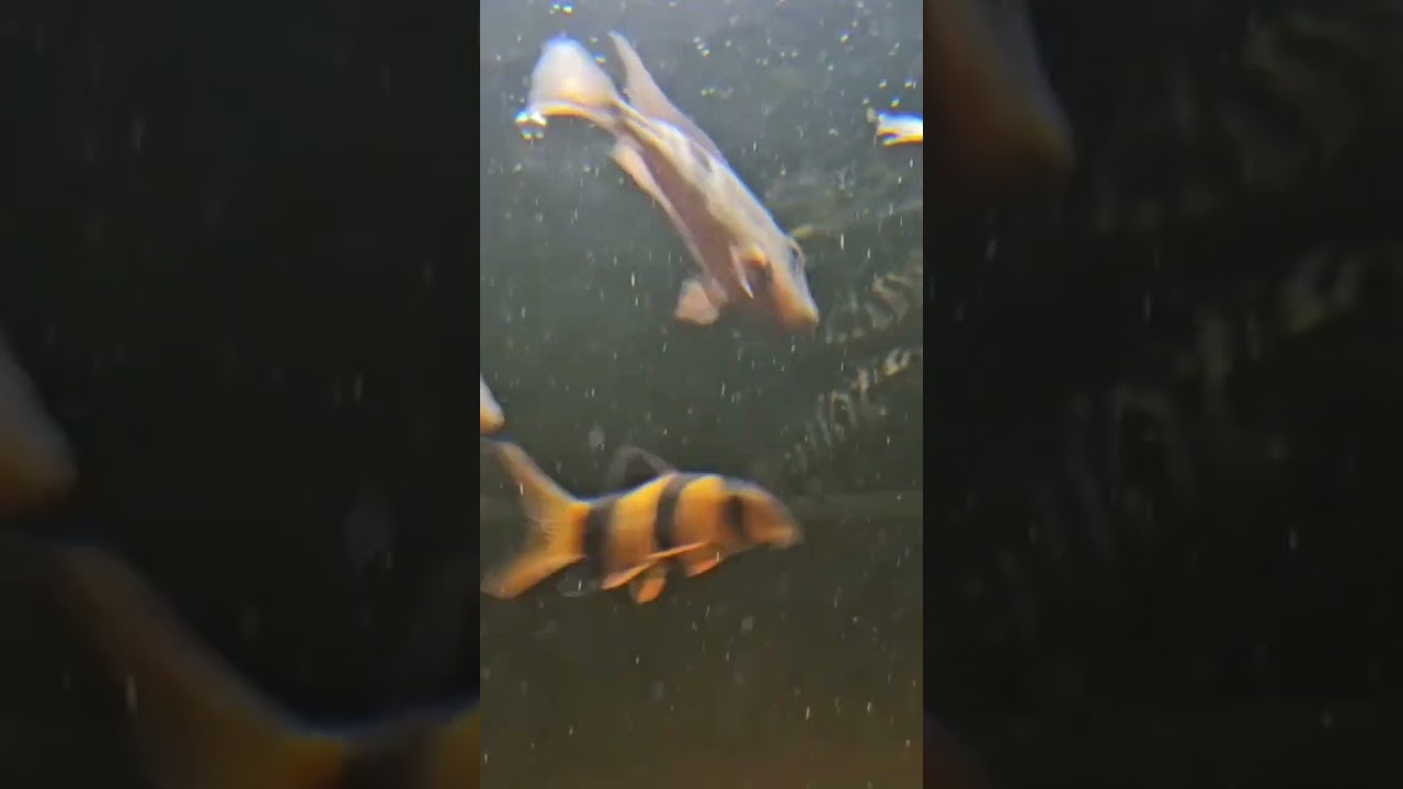 The BEST Camera Angle For Community Fish Tank Filming! #fish