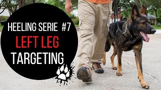 Service dog heel training using the left leg as a start signal by Service dog club 273 views 4 years ago 9 minutes, 5 seconds