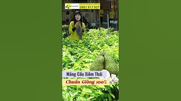 Mãng Cầu Xiêm Thái Ghép Gốc Bình Bát #welofarm