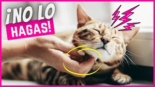 ¡3 malos errores que causan problemas graves en tu gato!