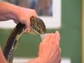 Extracting Venom From a 14 Foot Long King Cobra