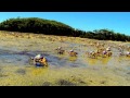 Light Blue Soldier Crabs