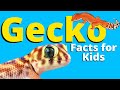 Facts about geckos for kids  leopard geckos  pet reptiles for kids