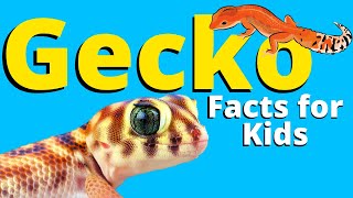 Facts About Geckos For Kids | LEOPARD GECKOS | Pet Reptiles for Kids -  YouTube