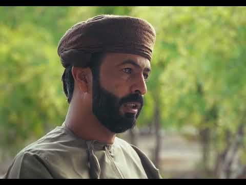 قصة سعيد المعمري في مزارع الجبل الأخضر في سلطنة عمان رمانة 2025