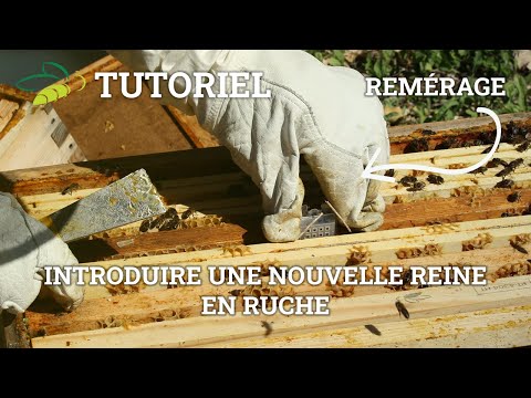 Vidéo: Une ruche sans reine peut-elle faire une nouvelle reine ?