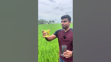 ☕🌾 Brewing Bliss in the Fields – Balrams Coffee Meets Golden Rice Land! 🌤️💛