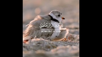 قران كريم حالات واتس قران كريم راحه نفسيه انضمام الى القناه جزاكم الله خير❤️