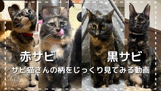 サビ猫さんの柄（模様）を見てみよう！ - YouTube