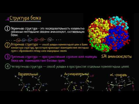Третичная структура белка (видео 11) | Макромолекулы  | Биология