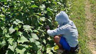 THIS FAST CUCUMBER PRUNING METHOD DOUBLES YIELD IN DAYS! - Agriculture farming