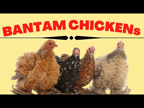 Bantam Chickens Breeds|