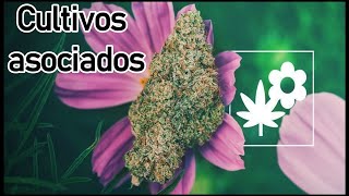 CULTIVOS ASOCIADOS PARA EL CULTIVO DE MARIHUANA