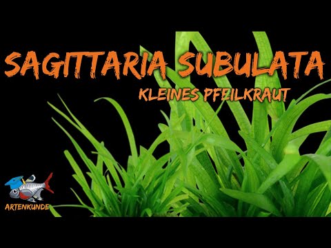 Kleines Pfeilkraut - Sagittaria subulata | ADVENTdicted! Adventskalender | Tür 15