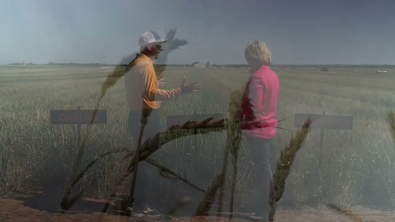 Lahoma Field Day 2024: Wheat Variety Development Pt. 2
