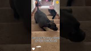🤣Funny Animals 2026🤣Funny Cats Video🐱 part-228 #funnyanimals #funnyvideo #funnycats